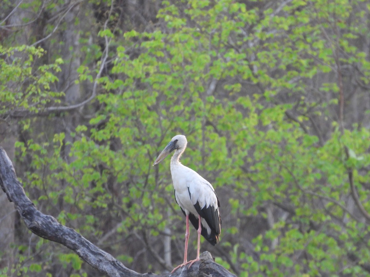 Asian Openbill - ML637915962