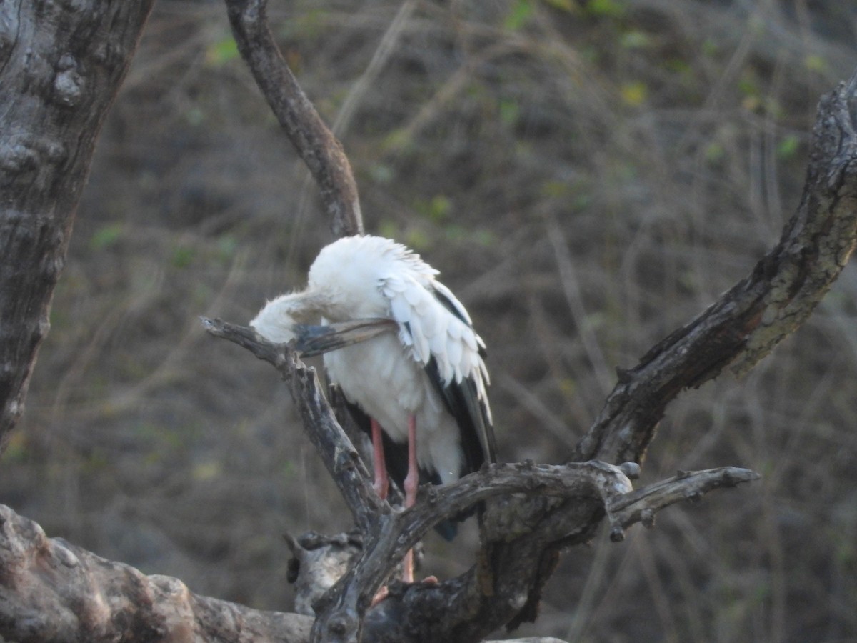 Asian Openbill - ML637915963