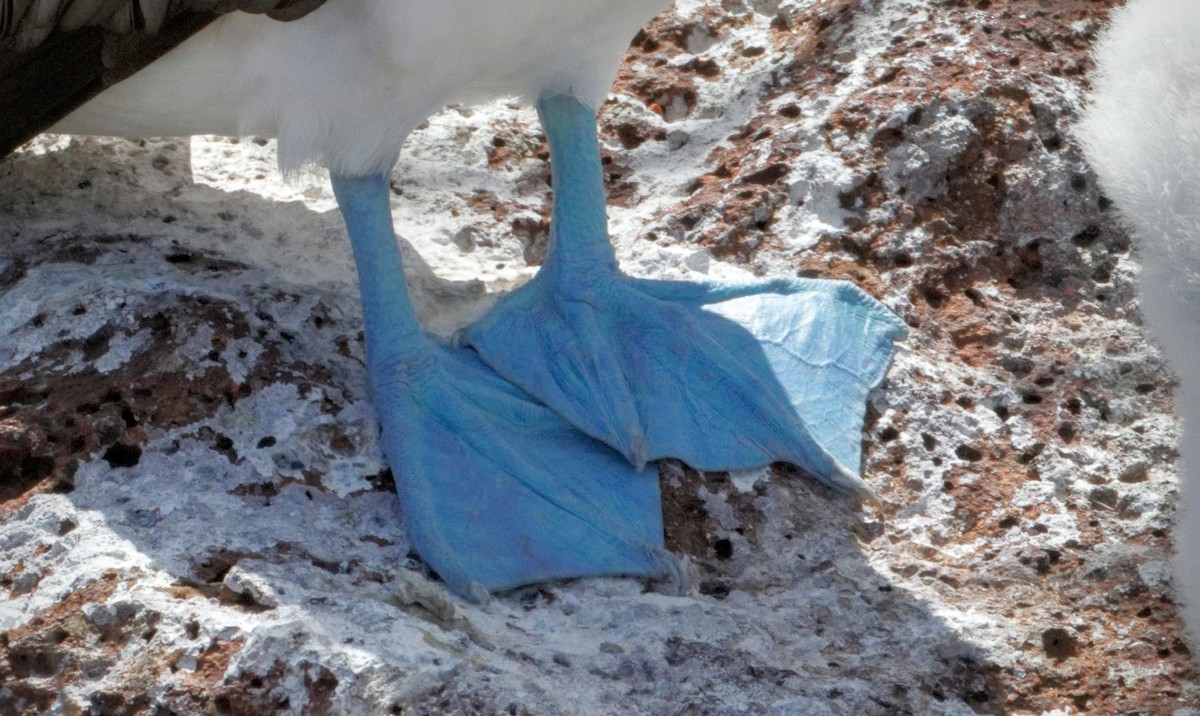 Blue-footed Booby - ML637915969