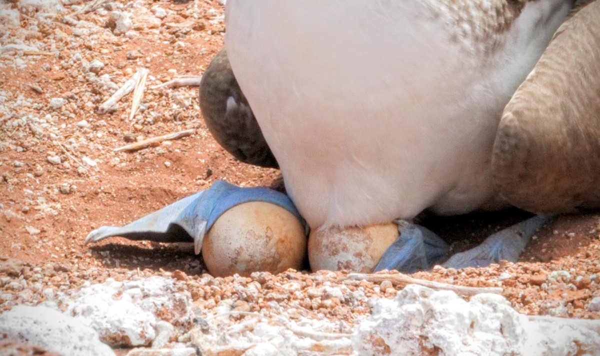 Blue-footed Booby - ML637915972