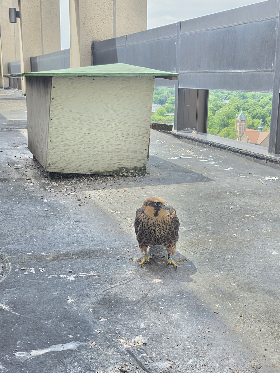 Peregrine Falcon - ML637915983