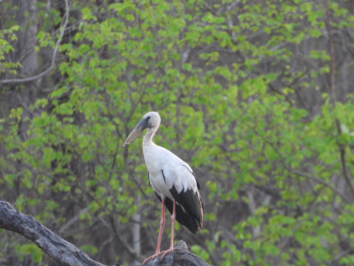 Asian Openbill - ML637915991
