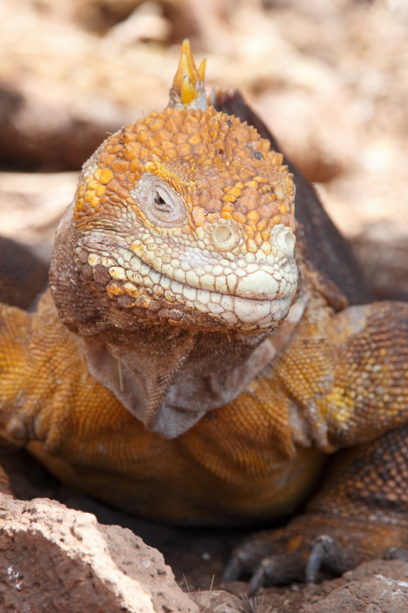 Galápagos Land Iguanas - ML637915994