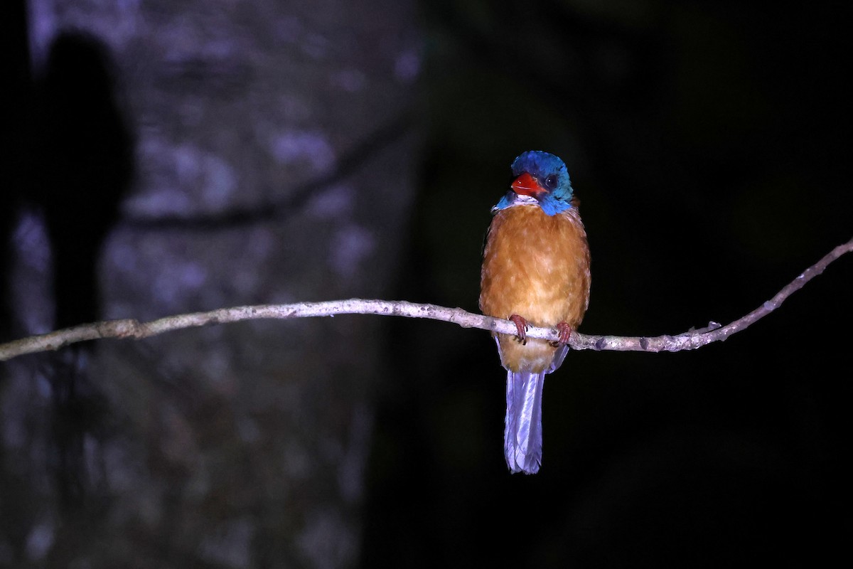 Green-backed Kingfisher - ML637916025