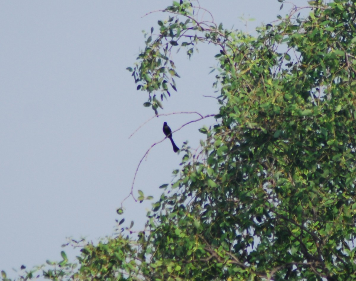 Racket-tailed Treepie - ML637916033