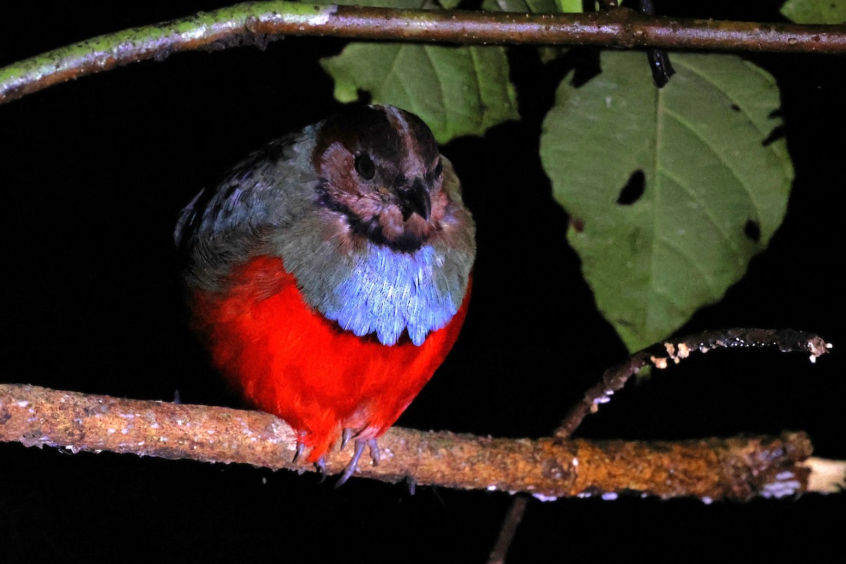 Sulawesi Pitta - ML637916034