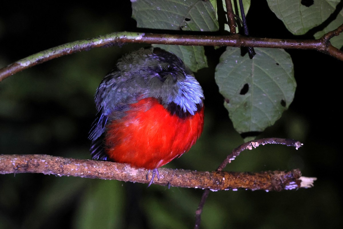 Sulawesi Pitta - ML637916036