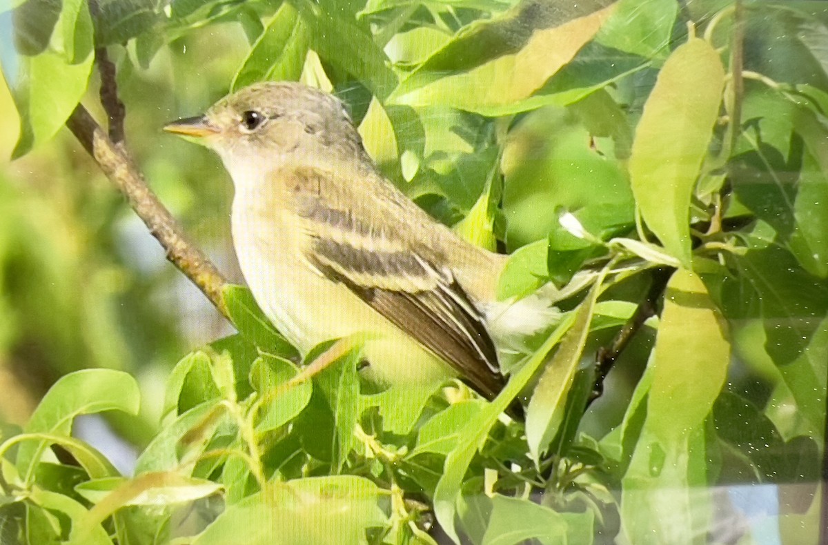 Willow Flycatcher - ML637916044