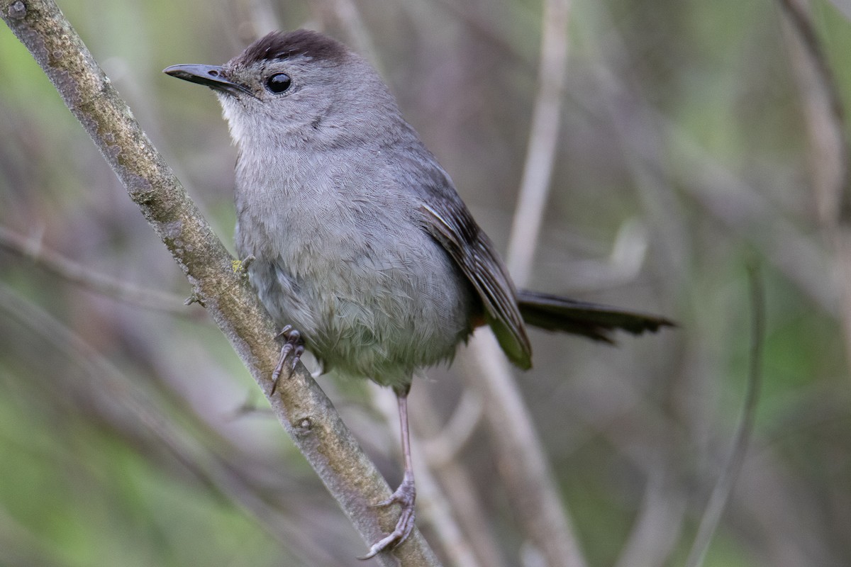 Gray Catbird - ML637916065