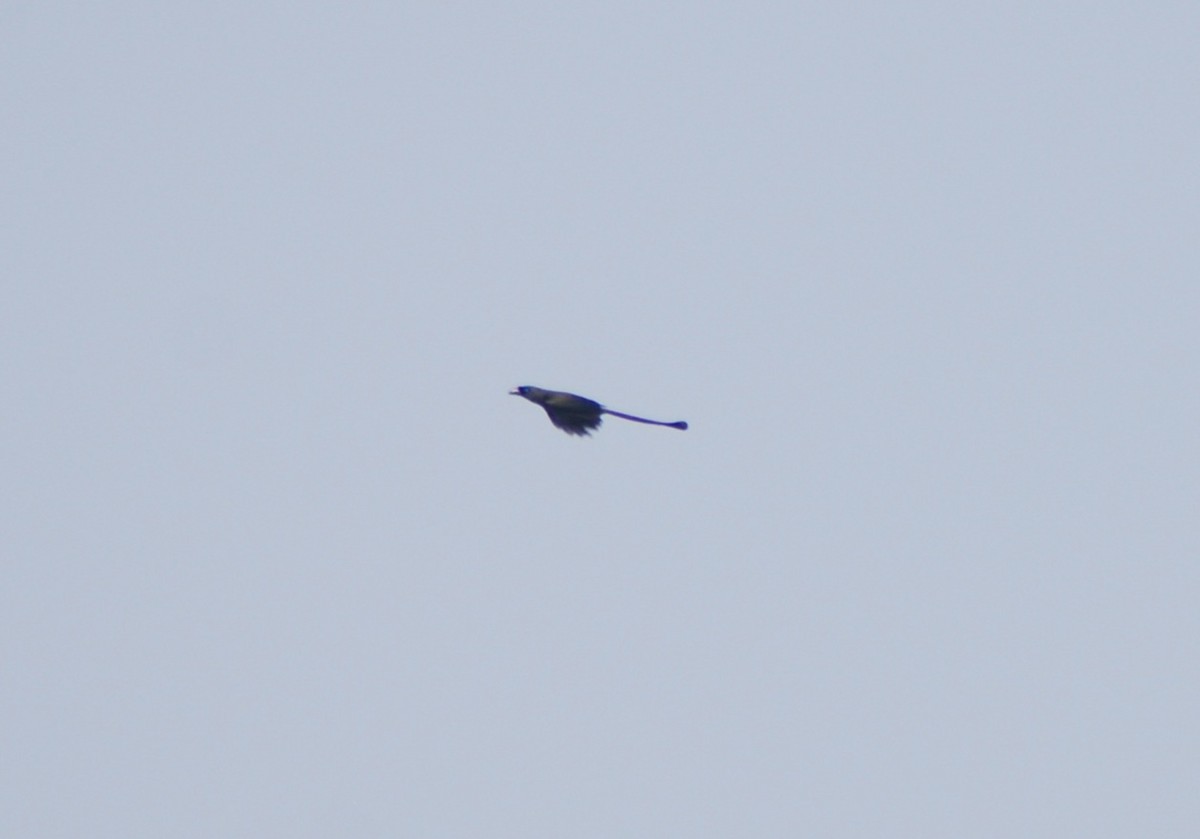 Racket-tailed Treepie - ML637916075