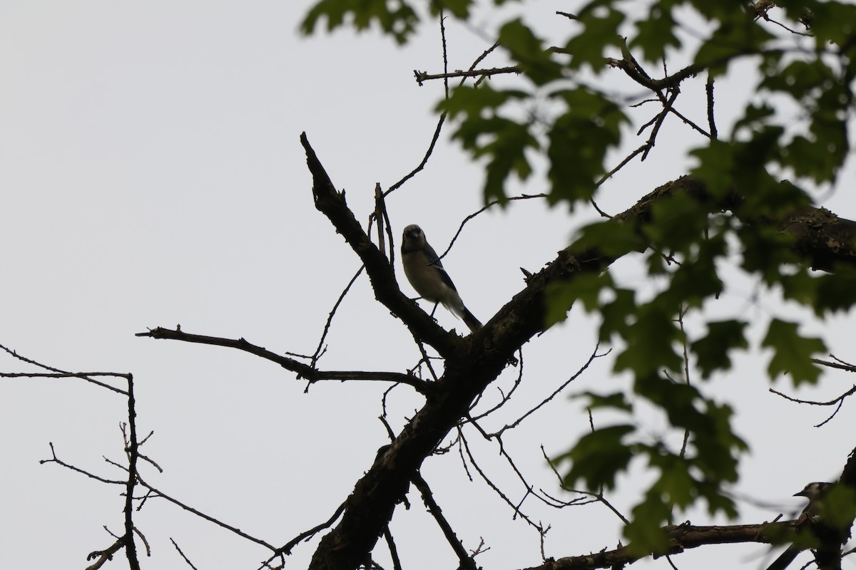 Blue Jay - ML637916079
