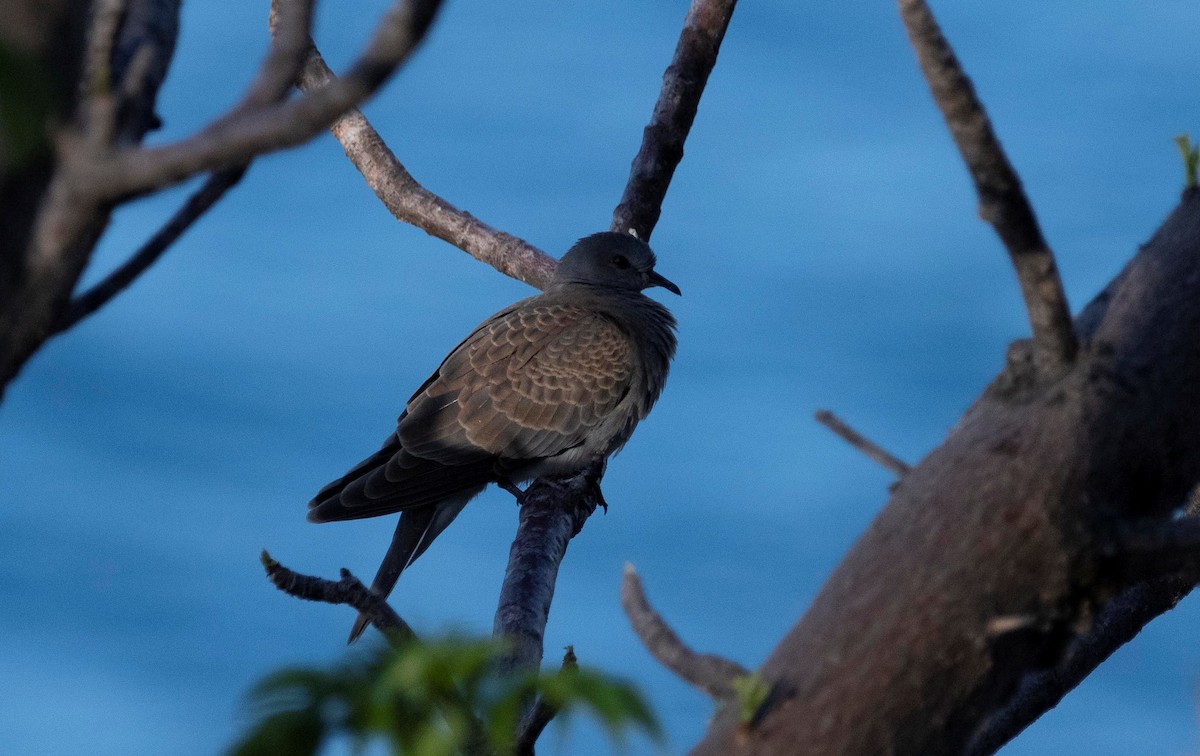 European Turtle-Dove - ML637916093