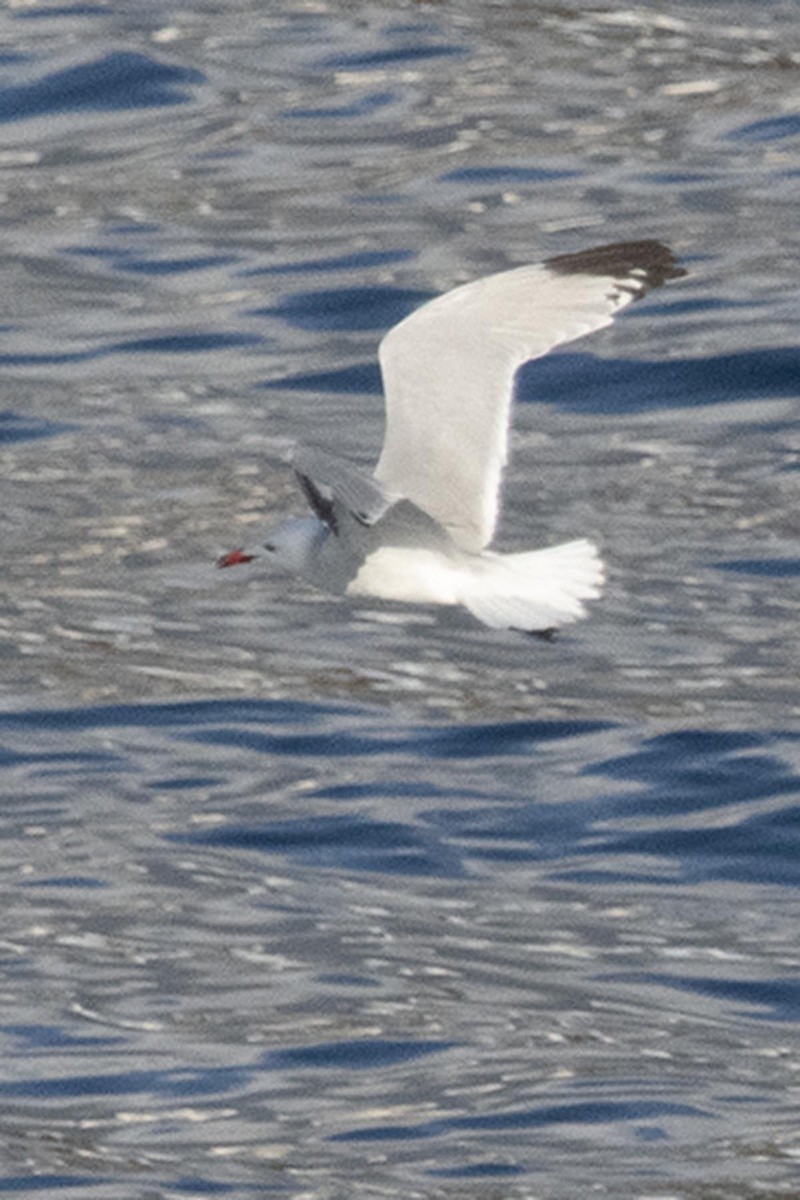 Audouin's Gull - ML637916096