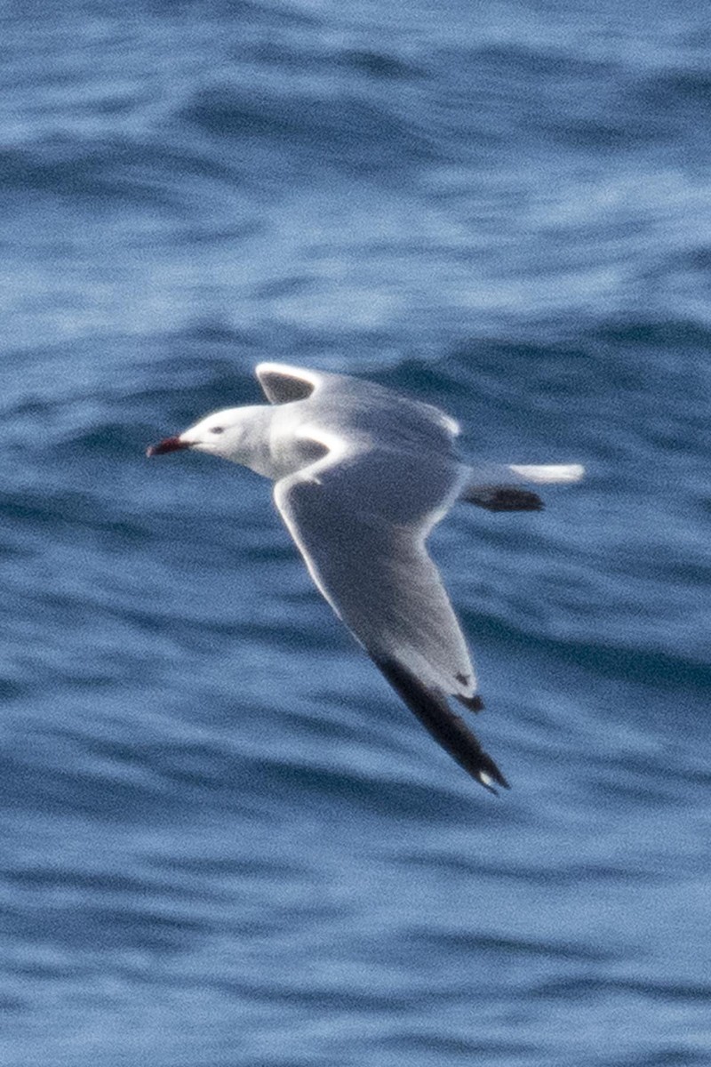 Audouin's Gull - ML637916097