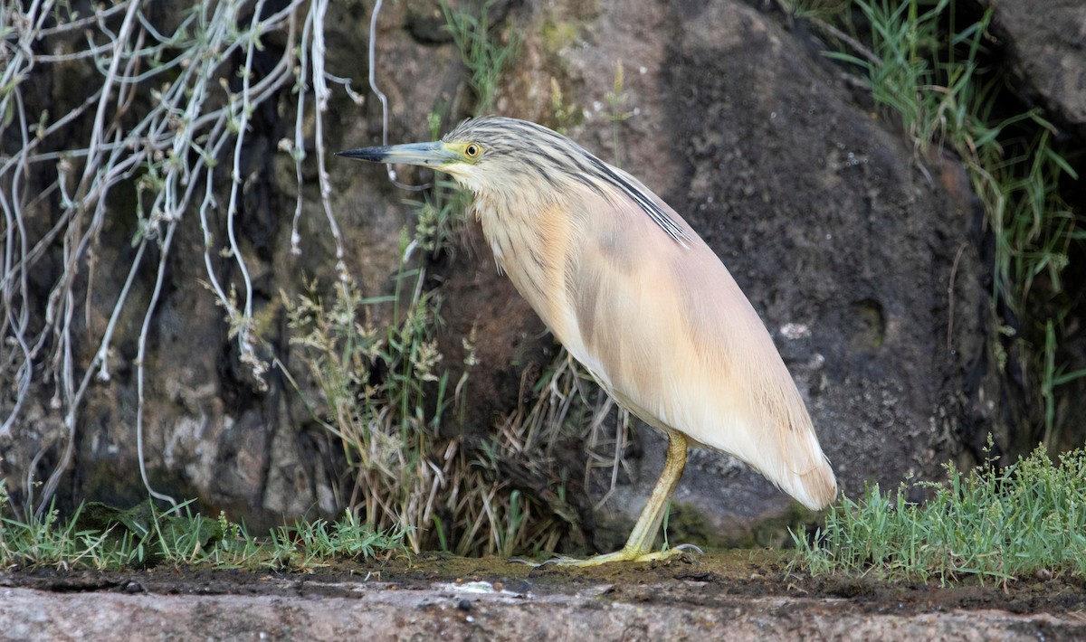 Squacco Heron - ML637916099
