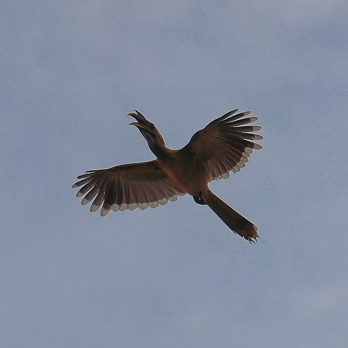 Indian Gray Hornbill - ML637916108