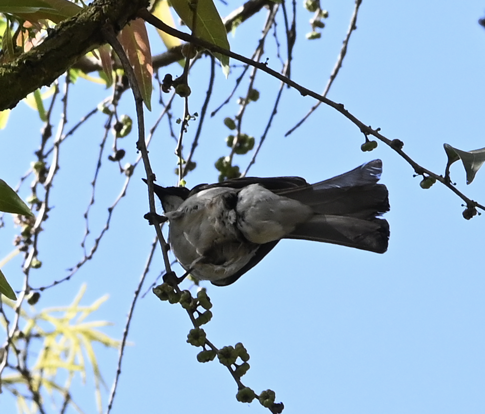Ashy Bulbul - ML637916126