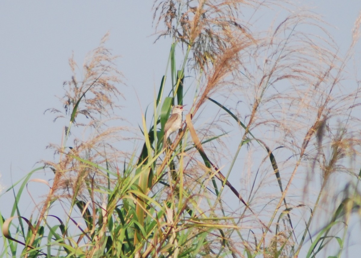 Clamorous Reed Warbler (Brown) - ML637916184