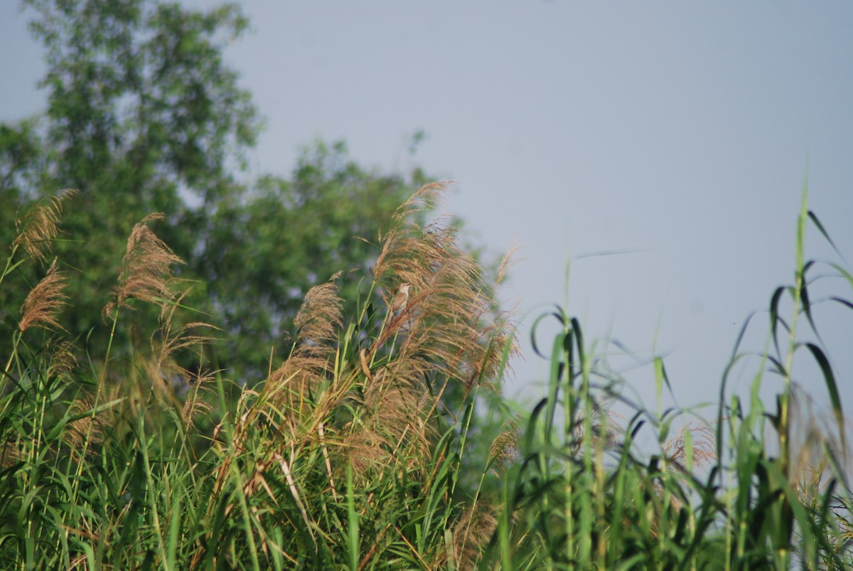 Clamorous Reed Warbler (Brown) - ML637916187