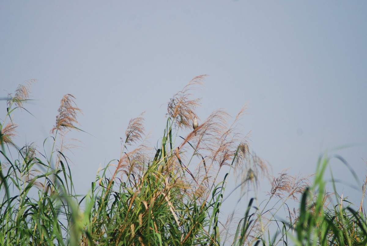 Clamorous Reed Warbler (Brown) - ML637916188