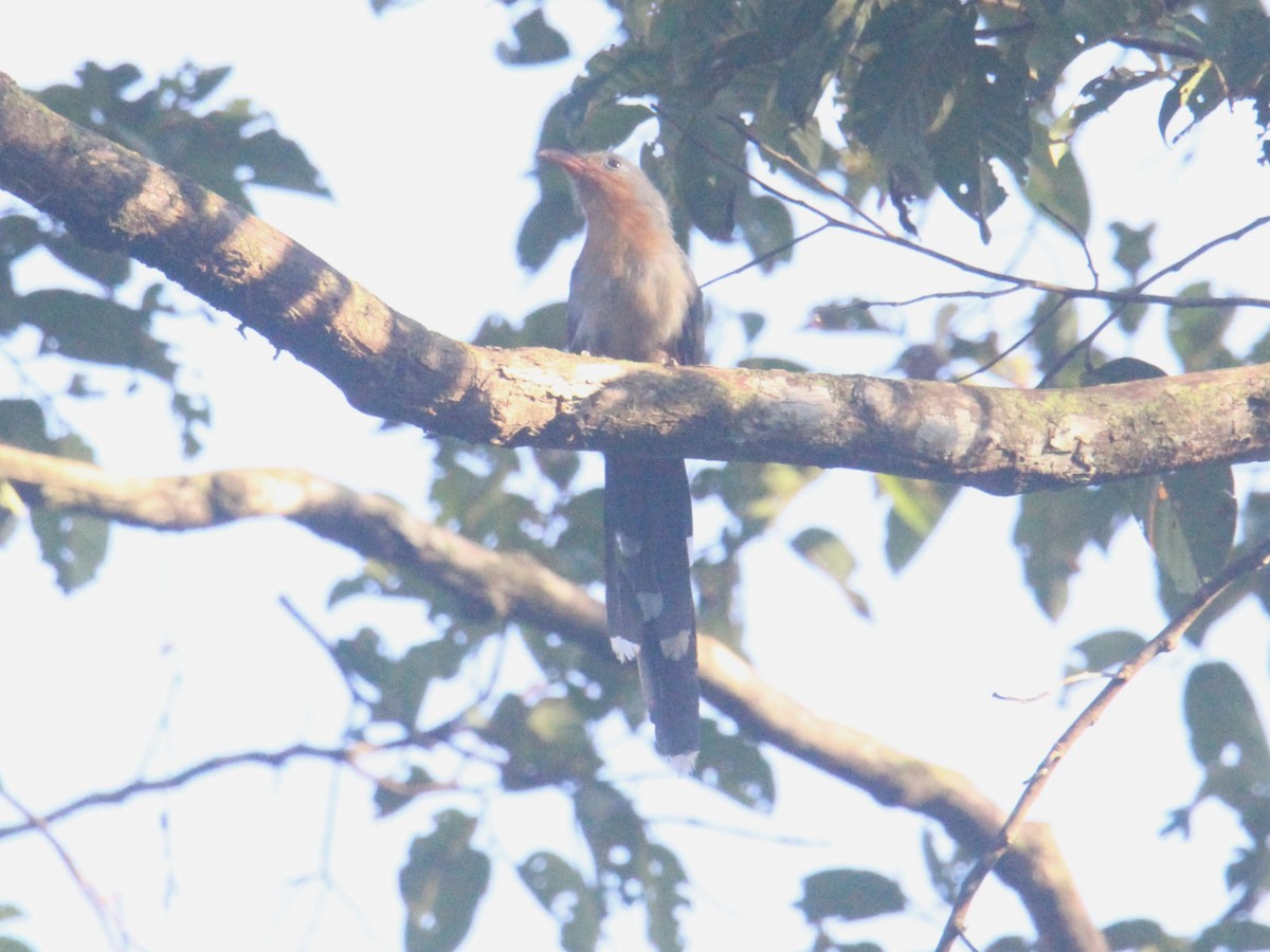 Red-billed Malkoha - ML637916193