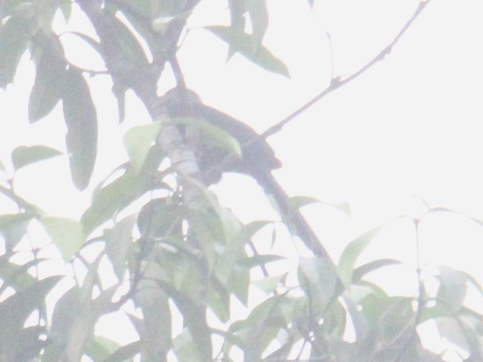 Chestnut-breasted Malkoha - ML637916202