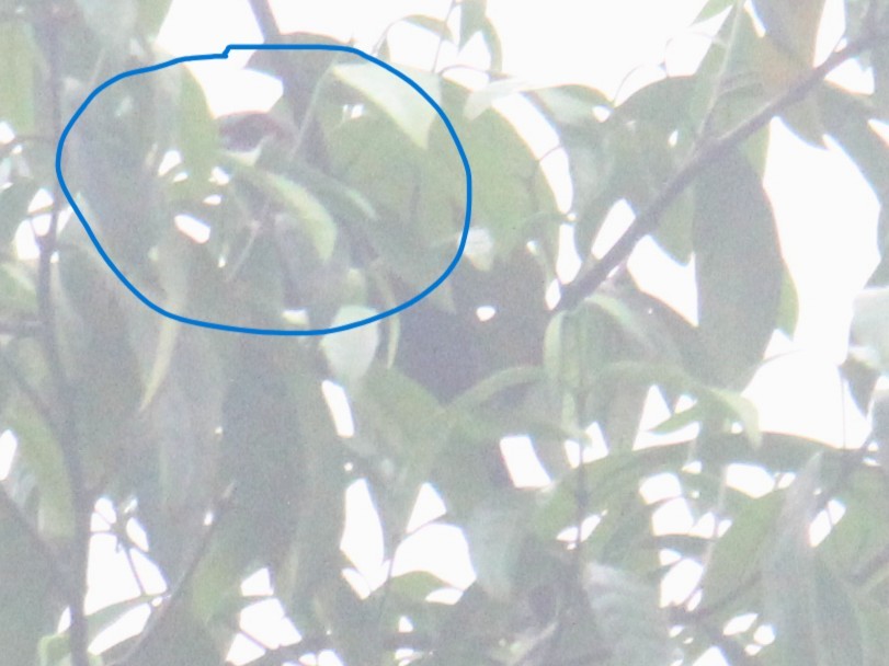 Chestnut-breasted Malkoha - ML637916203