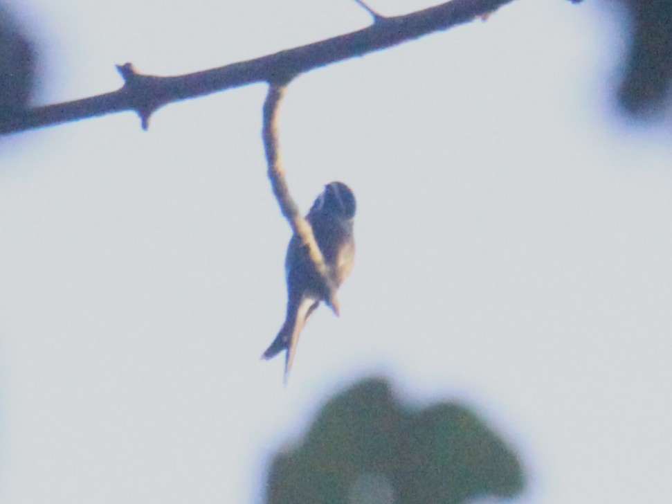 Whiskered Treeswift - ML637916206