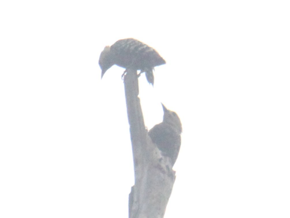 Buff-rumped Woodpecker - ML637916214