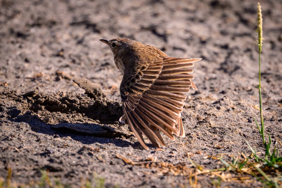 Plain-backed Pipit - ML637916221