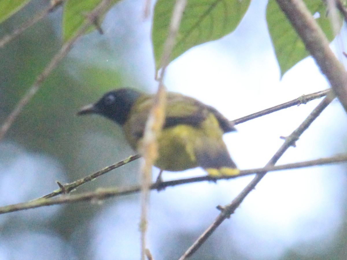 Black-headed Bulbul - ML637916260