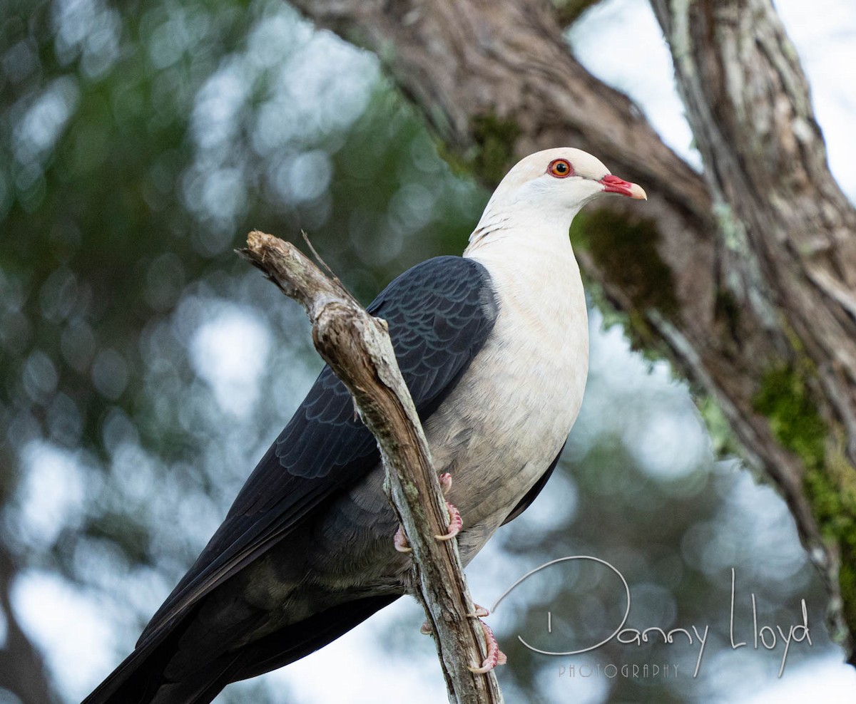 White-headed Pigeon - ML637916264
