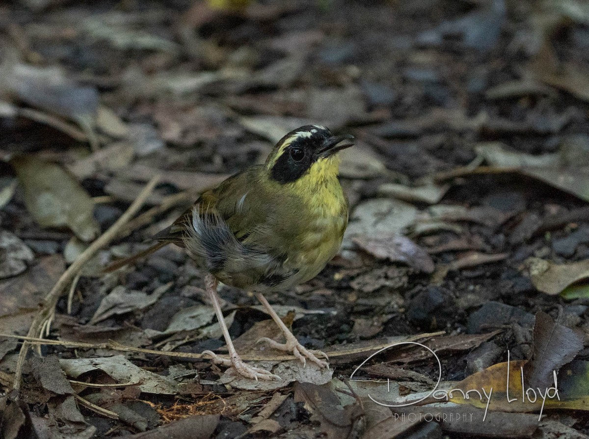 Yellow-throated Scrubwren - ML637916274