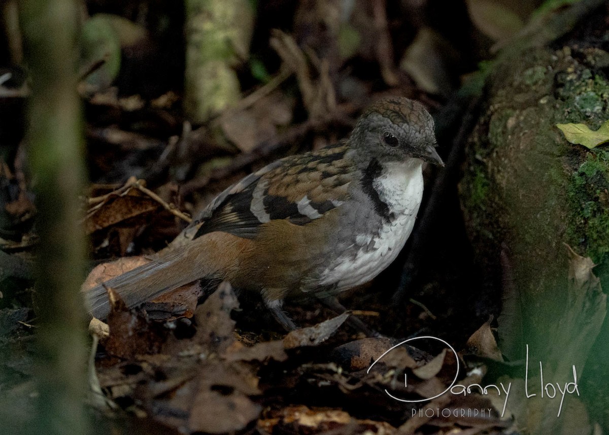 Australian Logrunner - ML637916277
