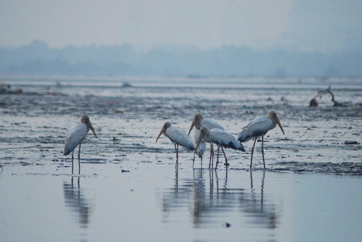 Milky Stork - ML637916284