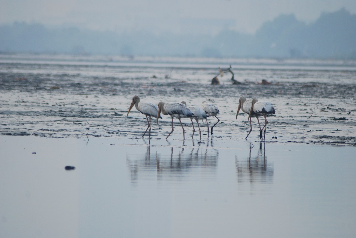 Milky Stork - ML637916285