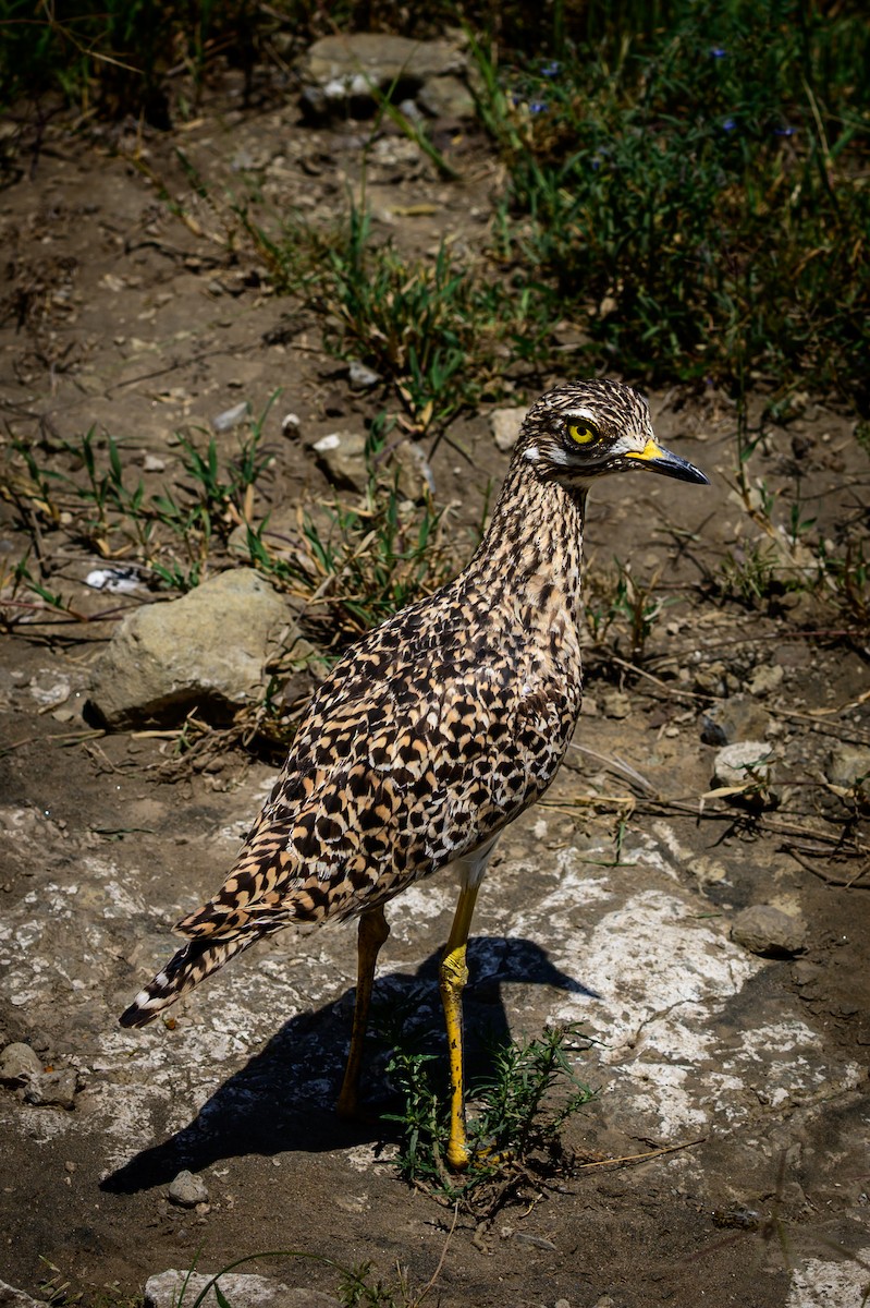 Spotted Thick-knee - ML637916290