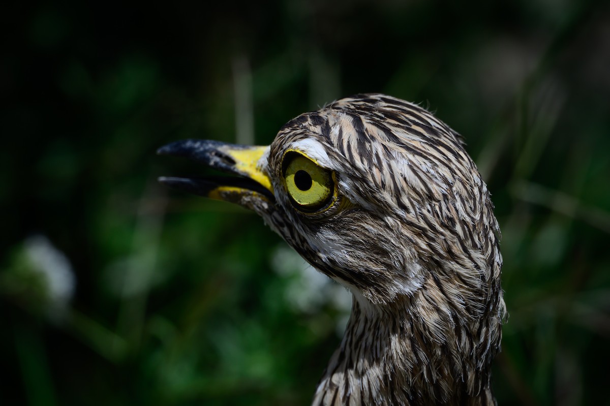 Spotted Thick-knee - ML637916291