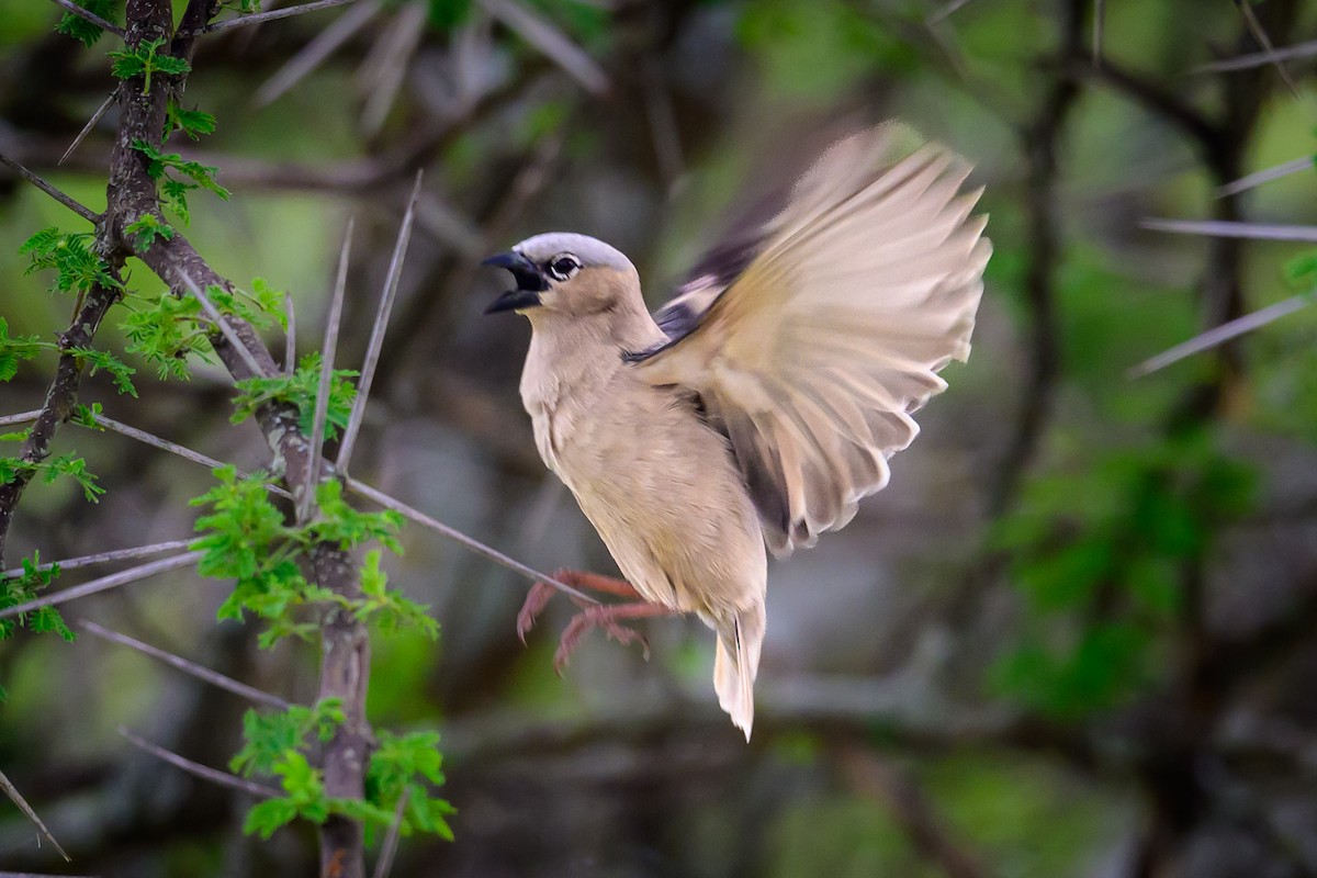 Gray-capped Social-Weaver - ML637916304