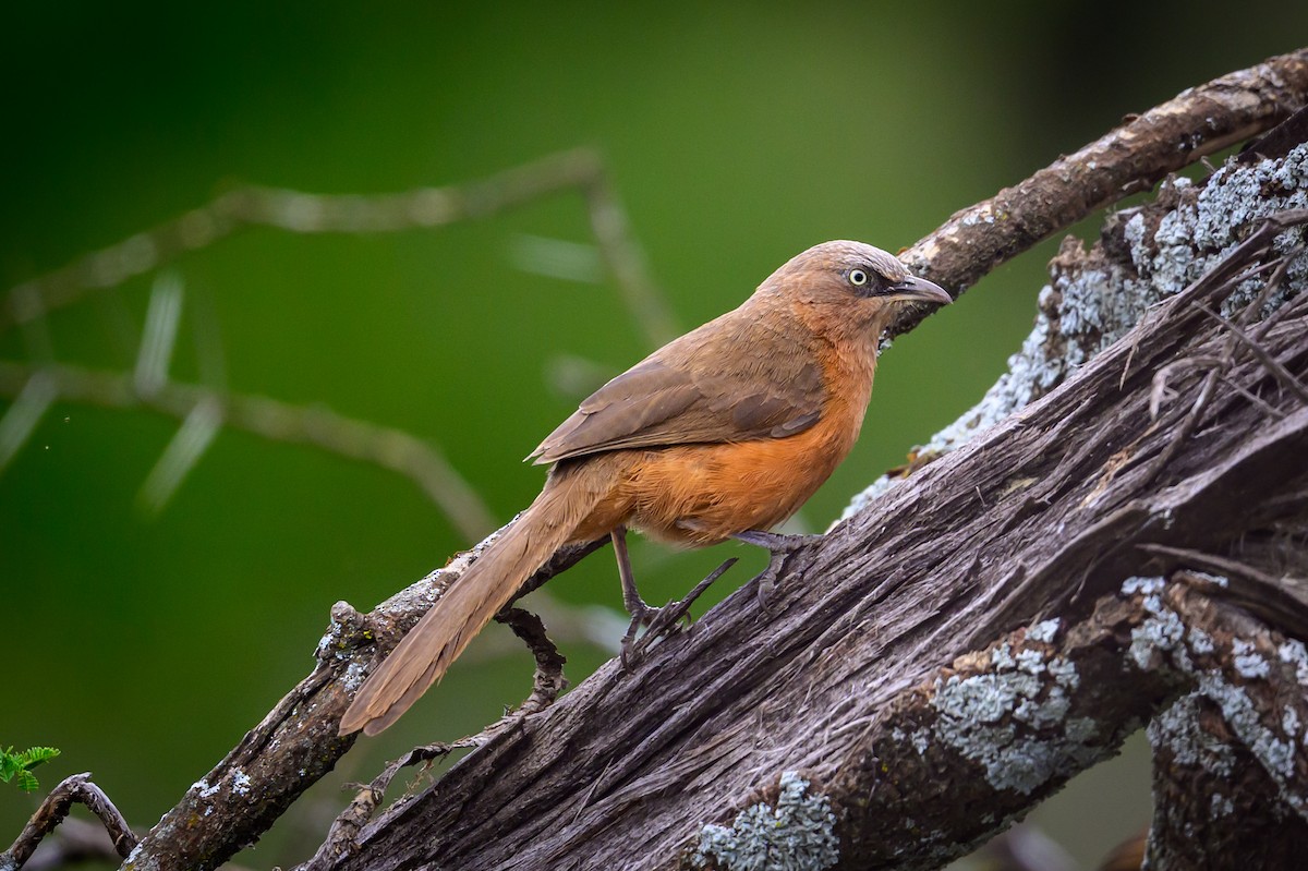 Rufous Chatterer - ML637916309