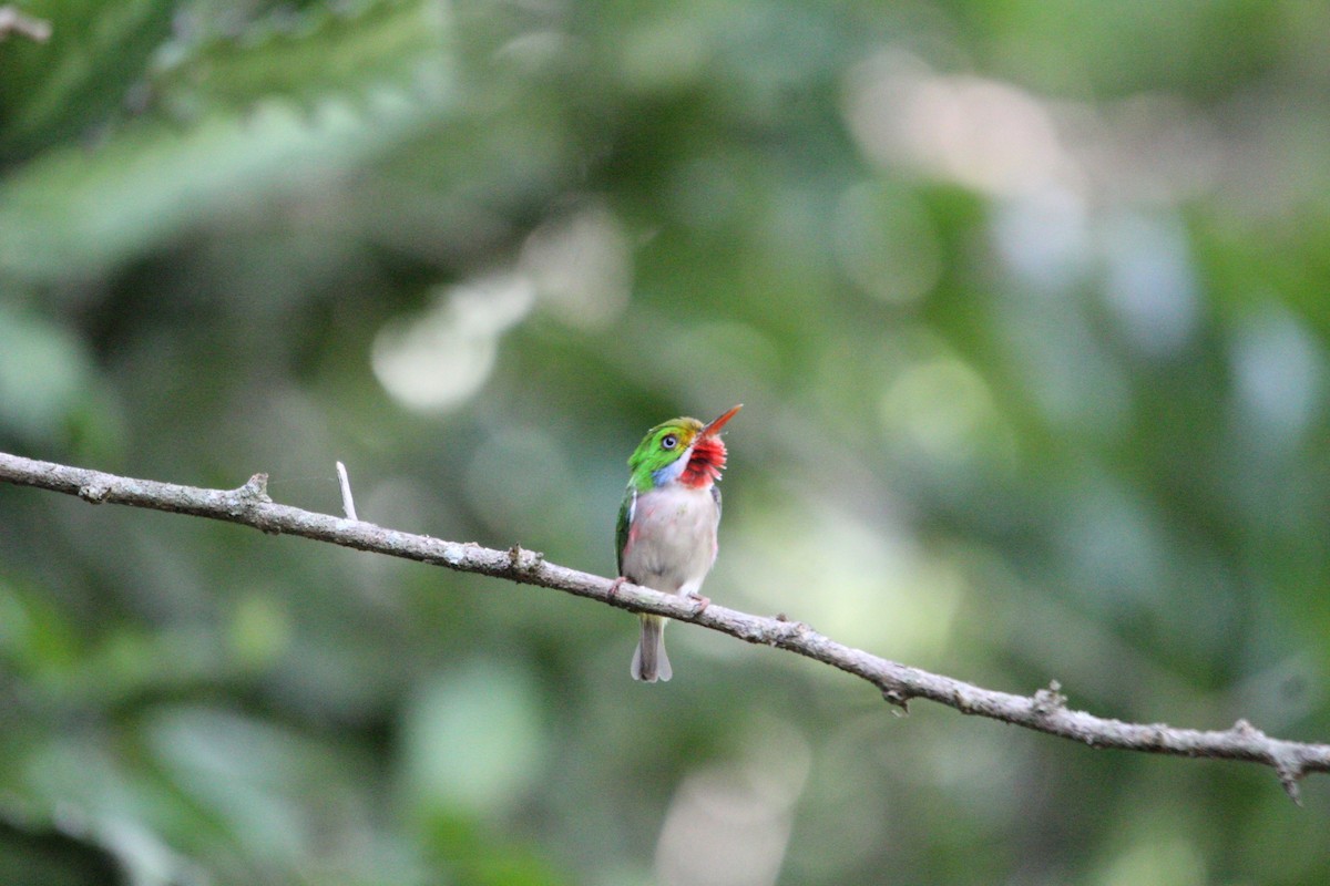 Cuban Tody - ML637916335