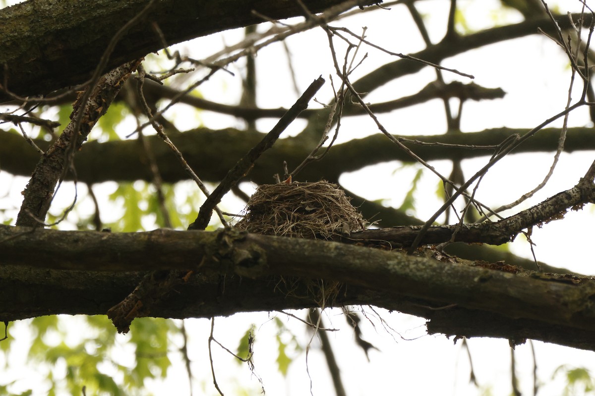 American Robin - ML637916355