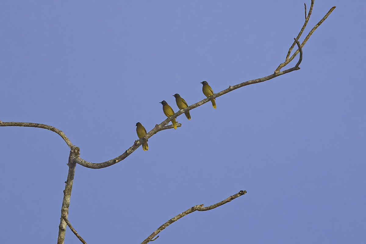 Black-headed Bulbul - ML637916366