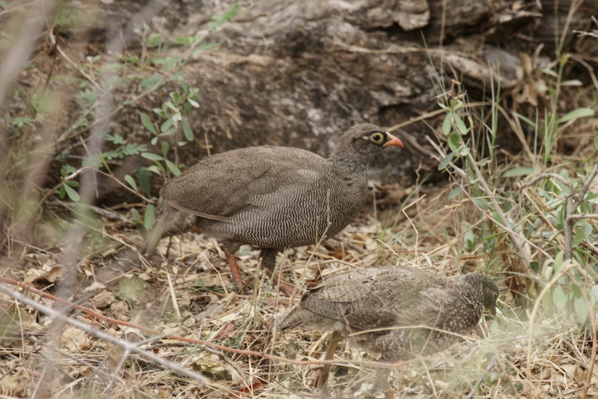Red-billed Spurfowl - ML637916374