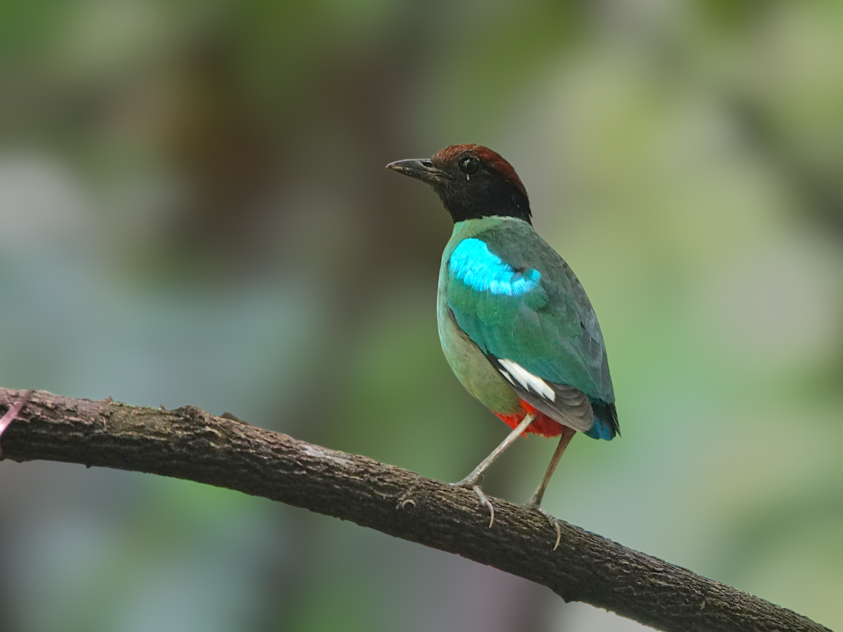 Western Hooded Pitta - ML637916395