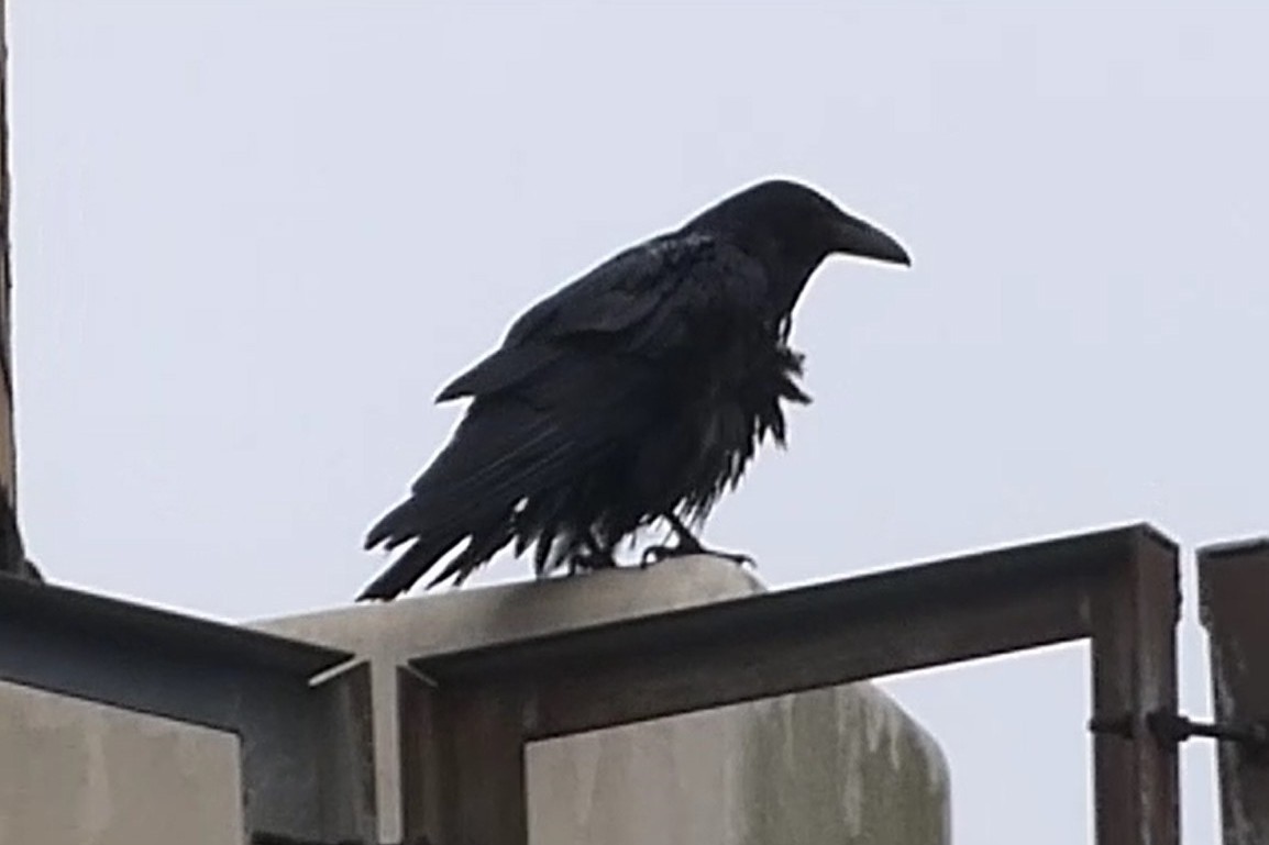 ravn - ML637916400