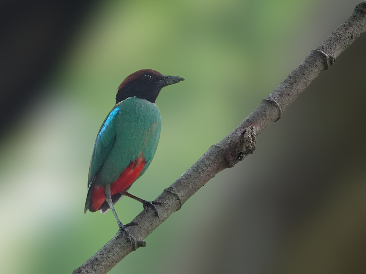 Western Hooded Pitta - ML637916402