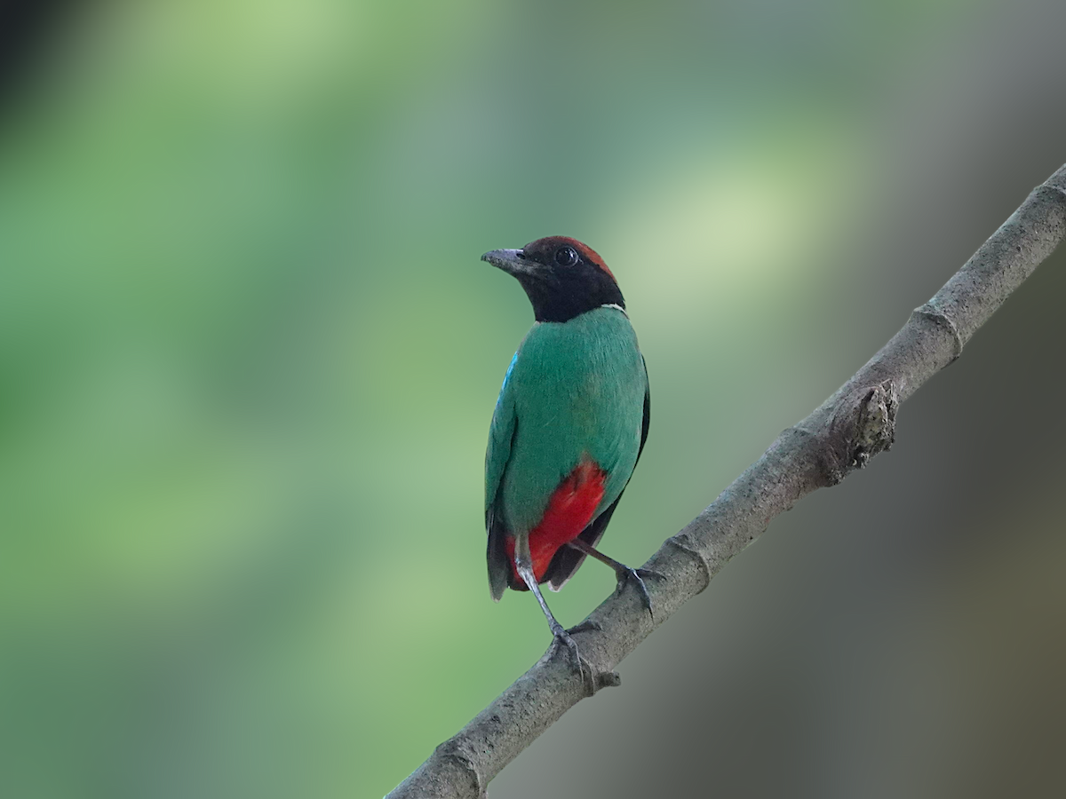 Western Hooded Pitta - ML637916403