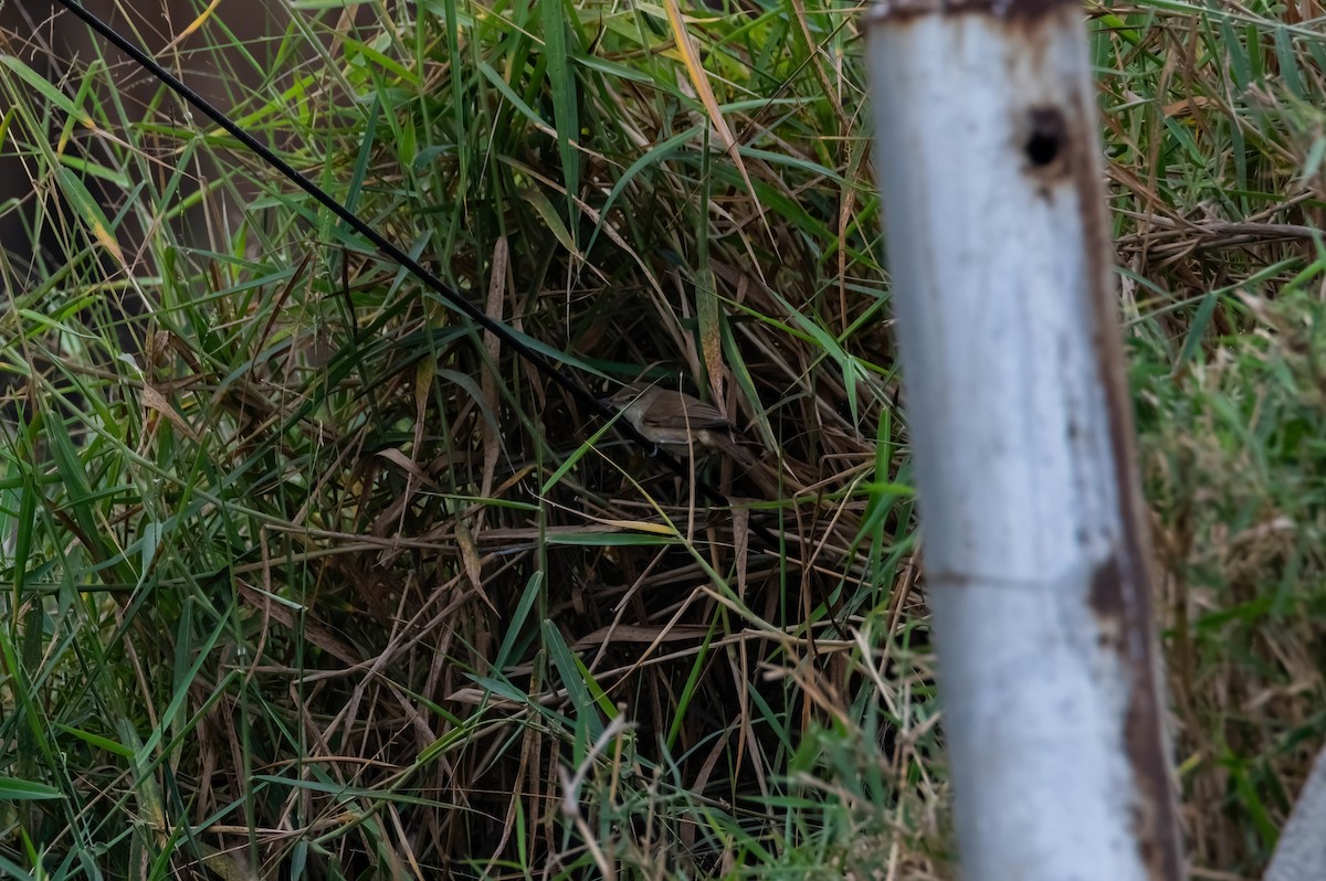 Paddyfield Warbler - ML637916410