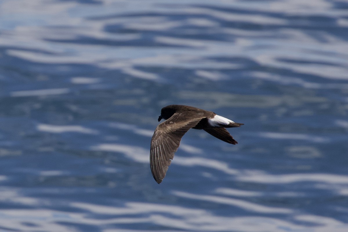 Wedge-rumped Storm-Petrel - ML637916411